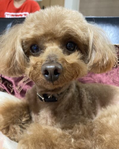 阿部 百夏(あべ ももか)